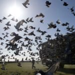 Racing Pigeons Released