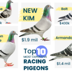 Top 10 Most Expensive Racing Pigeons