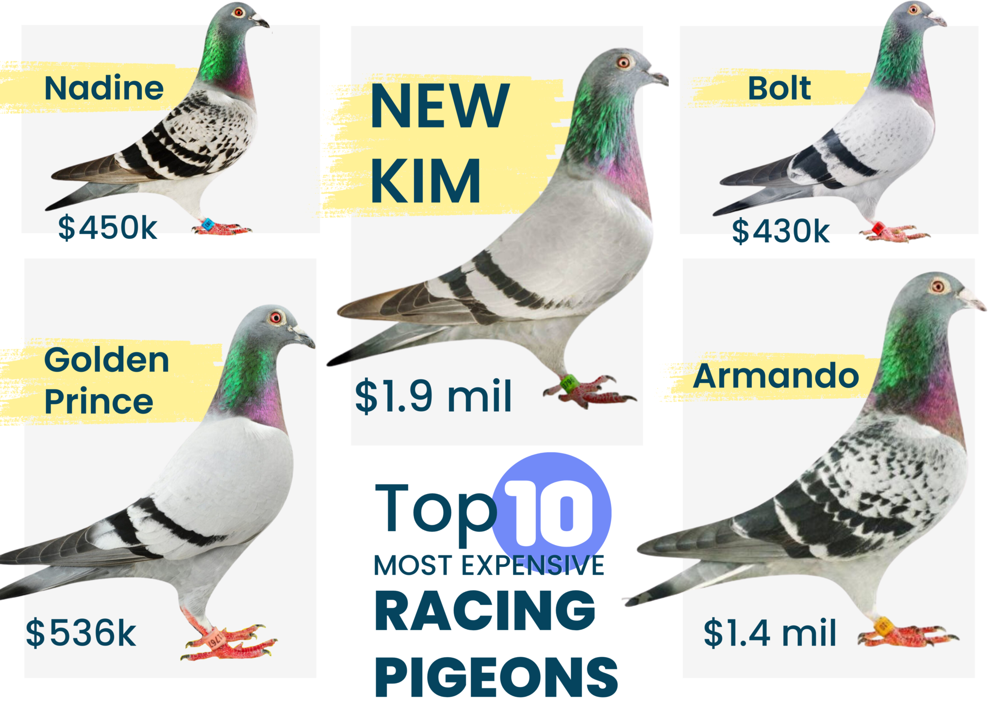 Most Expensive Racing Pigeons Pro Pigeon Racing