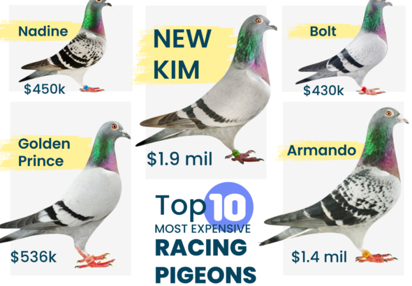 Top 10 Most Expensive Racing Pigeons