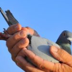 racing pigeons evaluation