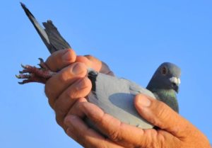 racing pigeons evaluation
