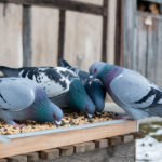 Cold weather pigeon feeding