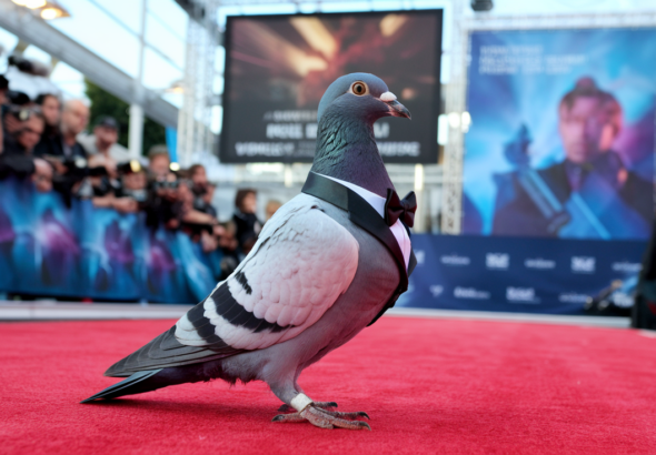 Famous Pigeon Fanciers