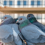 Flying Young Racing Pigeons