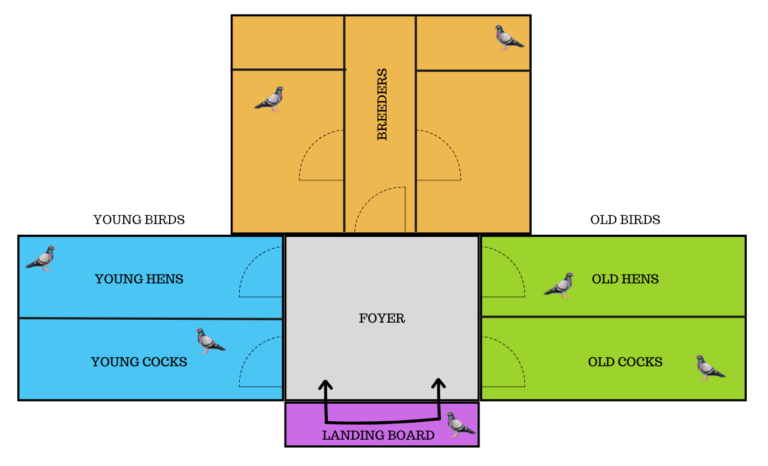 Loft Design for Pigeon Racing - Pro Pigeon Racing