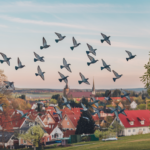 most common racing systems in pigeon racing