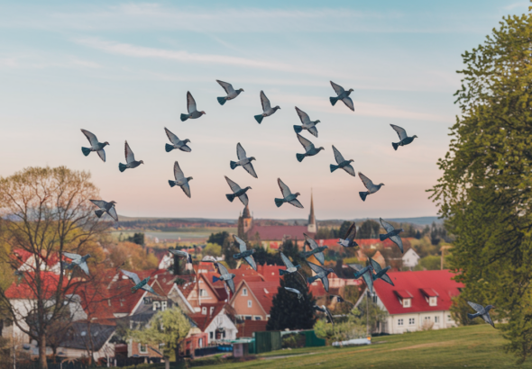 most common racing systems in pigeon racing