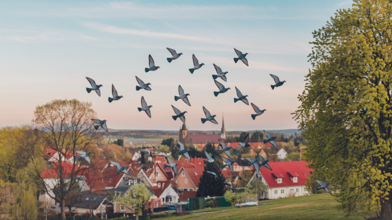 most common racing systems in pigeon racing