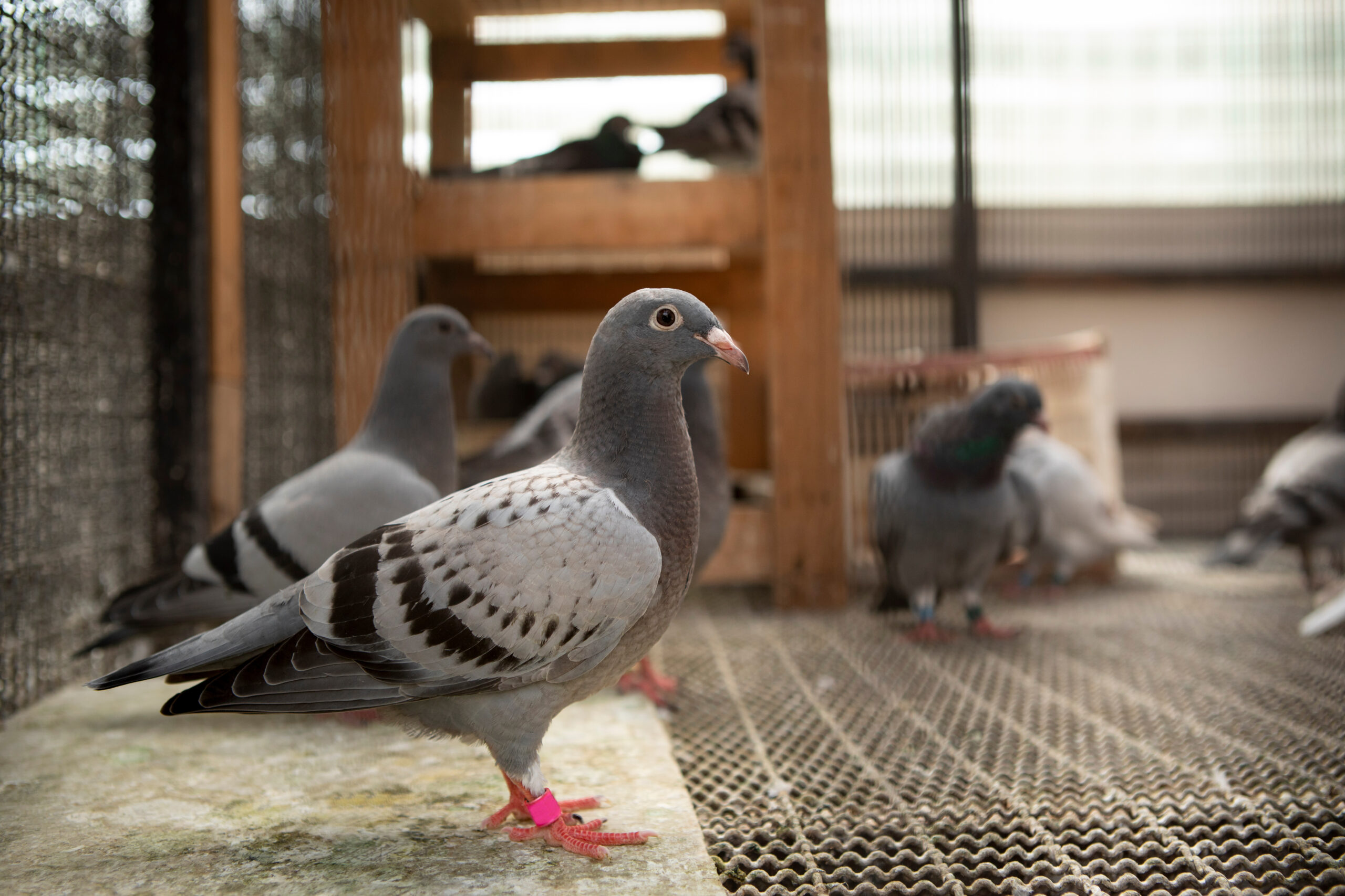Pigeon Racing Diseases