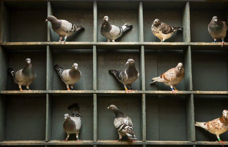 Pigeon Racing Loft Health