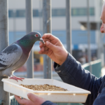 racing pigeon feeding and nutrition