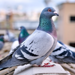 racing pigeon selection