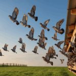 One Loft Racing in Pigeon Racing