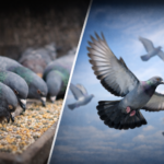 Feeding Racing Pigeons for Performance