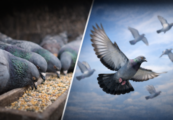 Feeding Racing Pigeons for Performance